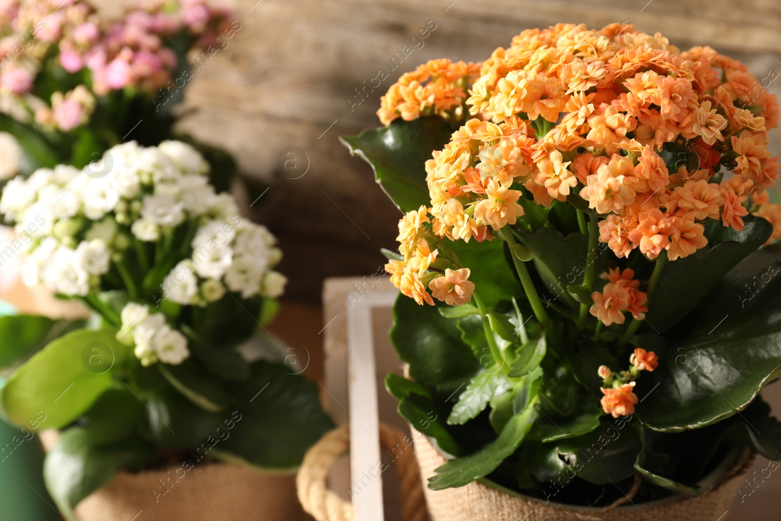 Photo of Beautiful kalanchoe flowers in pots inside crate near wooden wall, closeup