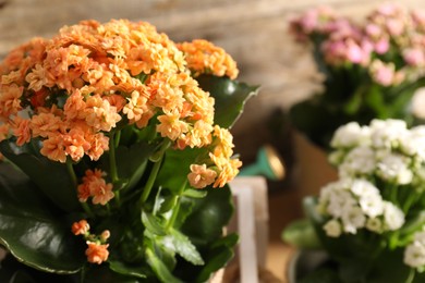 Photo of Beautiful kalanchoe flowers in pots inside crate near wooden wall, closeup