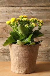 Photo of Beautiful yellow kalanchoe flower in pot on wooden table