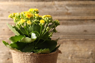 Photo of Beautiful yellow kalanchoe flower in pot near wooden wall, closeup. Space for text