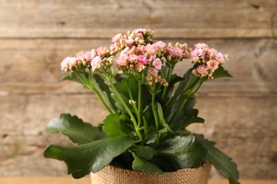 Photo of Beautiful pink kalanchoe flower in pot near wooden wall, closeup