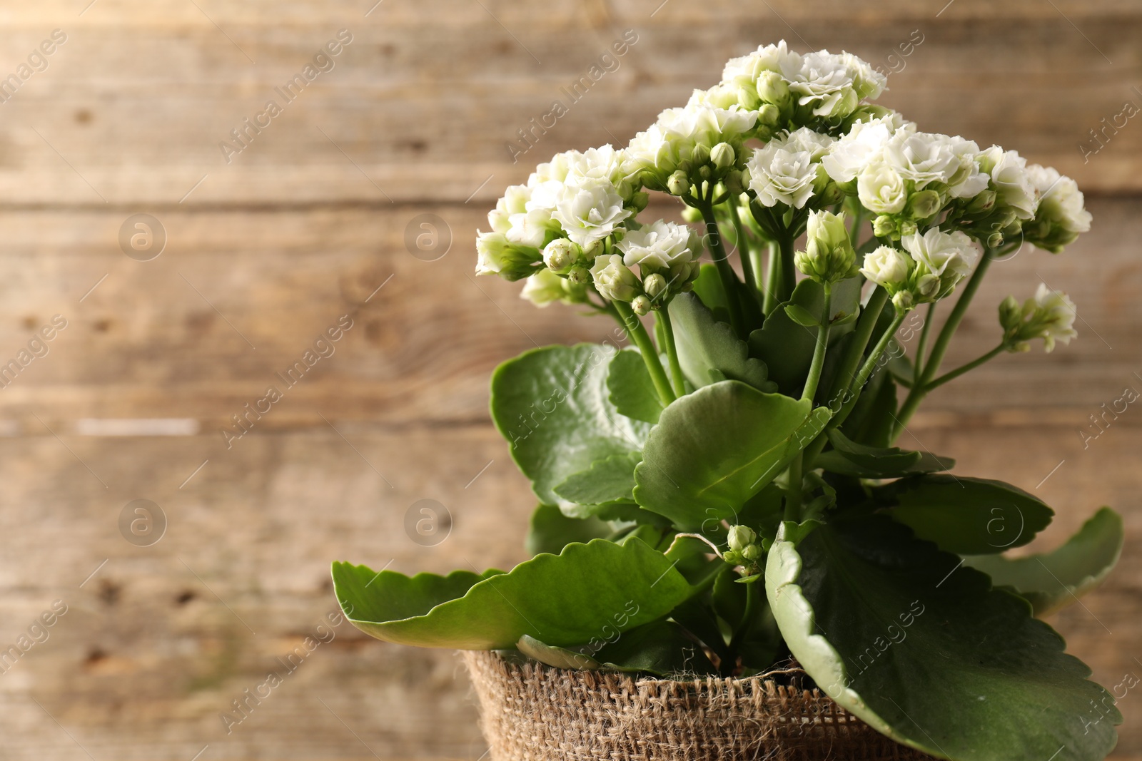 Photo of Beautiful white kalanchoe flower in pot near wooden wall, closeup. Space for text