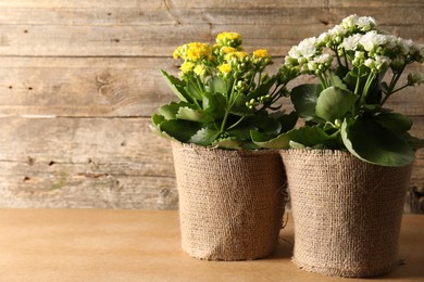 Photo of Beautiful kalanchoe flowers in pots on wooden table, space for text