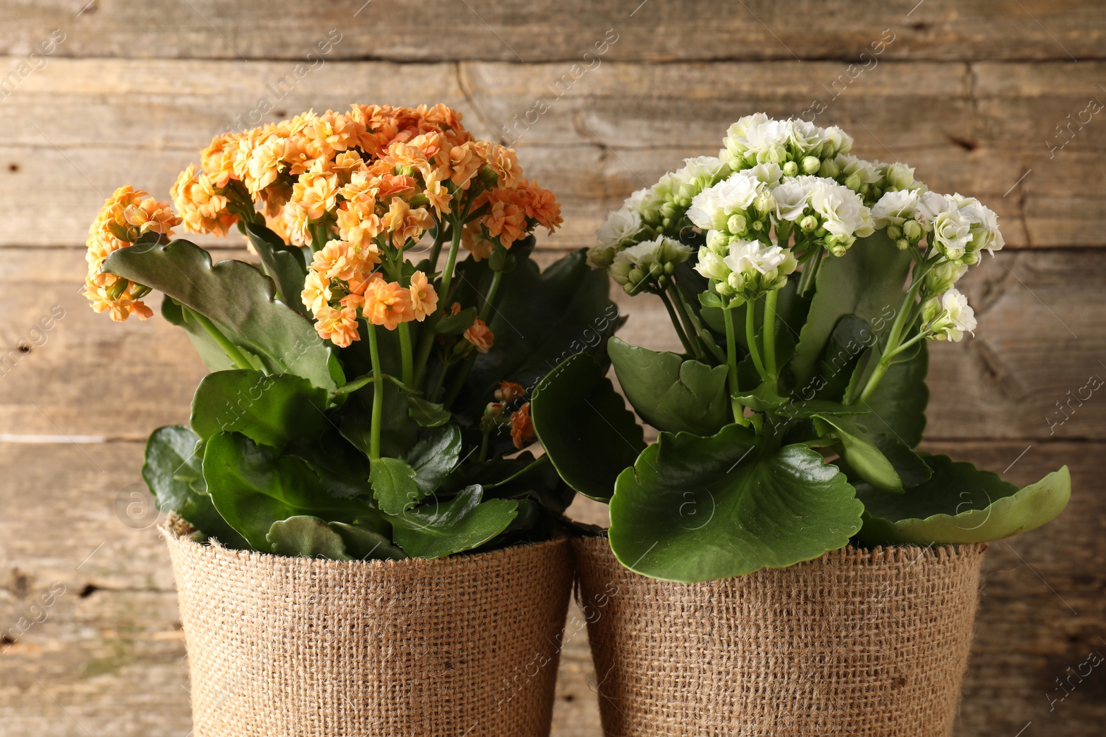 Photo of Beautiful kalanchoe flowers in pots near wooden wall, closeup