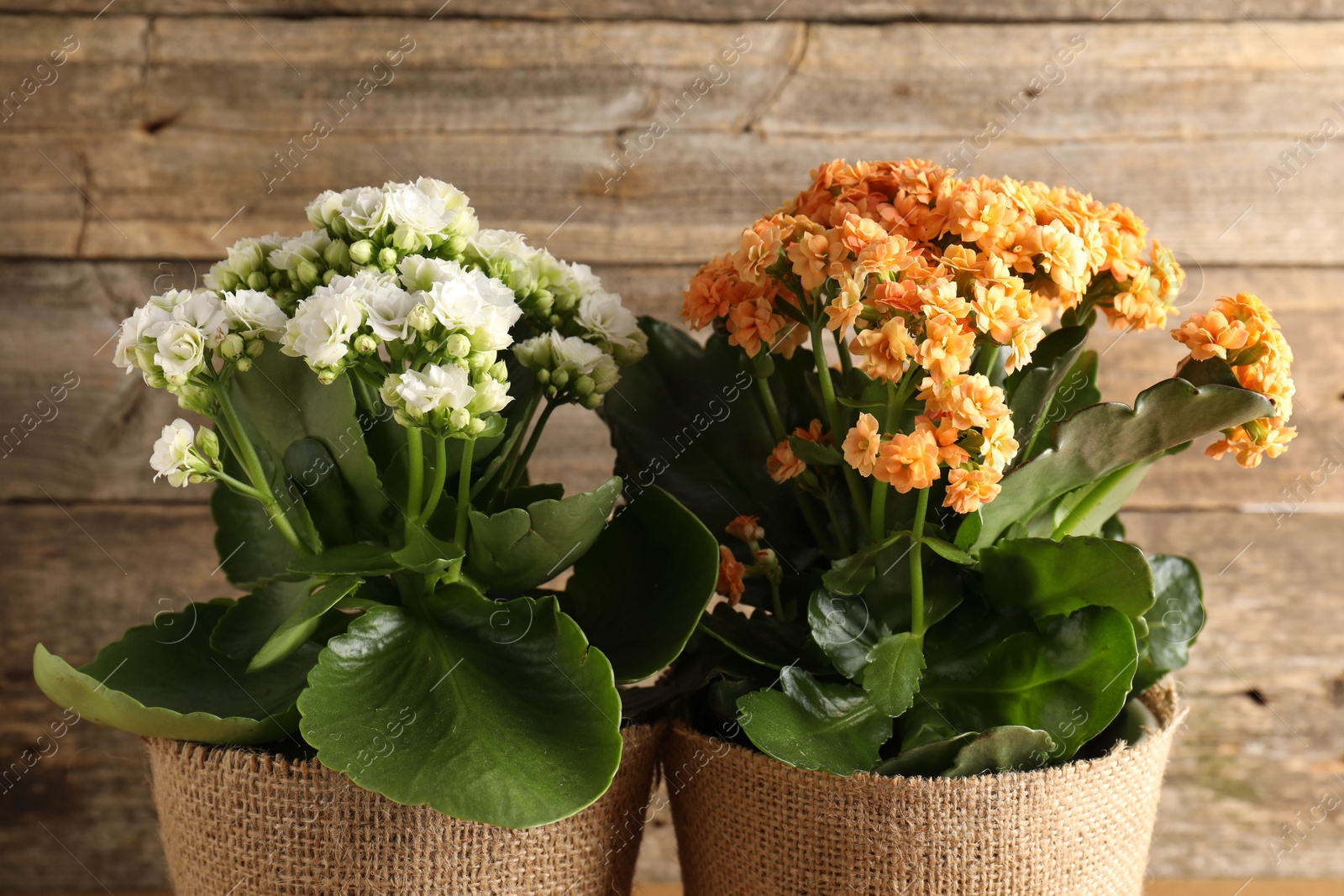 Photo of Beautiful kalanchoe flowers in pots near wooden wall, closeup