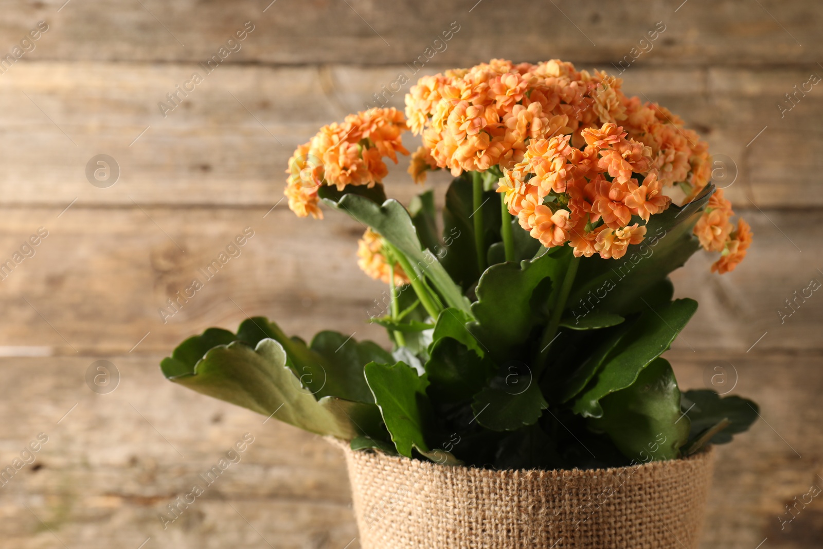 Photo of Beautiful orange kalanchoe flower in pot near wooden wall, closeup