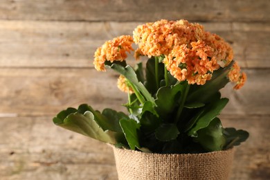 Photo of Beautiful orange kalanchoe flower in pot near wooden wall, closeup