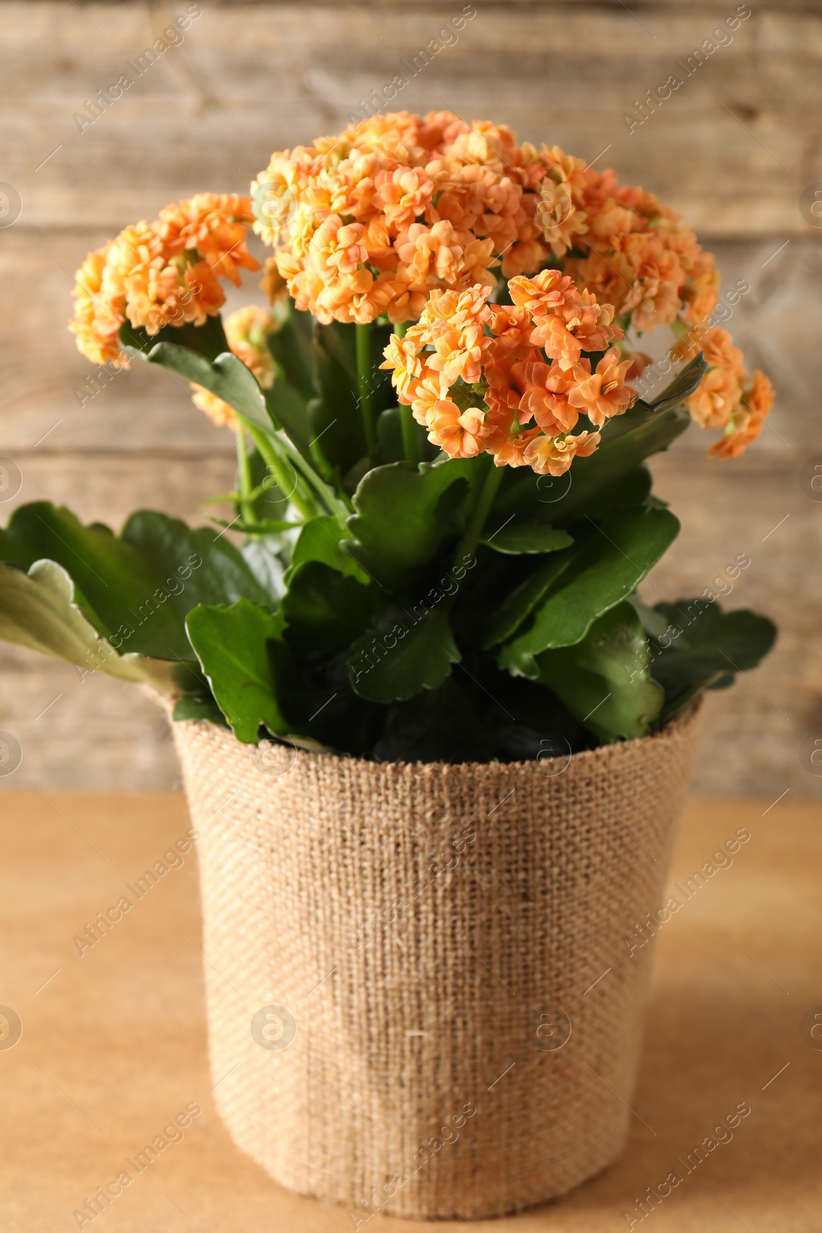 Photo of Beautiful orange kalanchoe flower in pot on wooden table