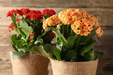 Photo of Beautiful kalanchoe flowers in pots near wooden wall, closeup