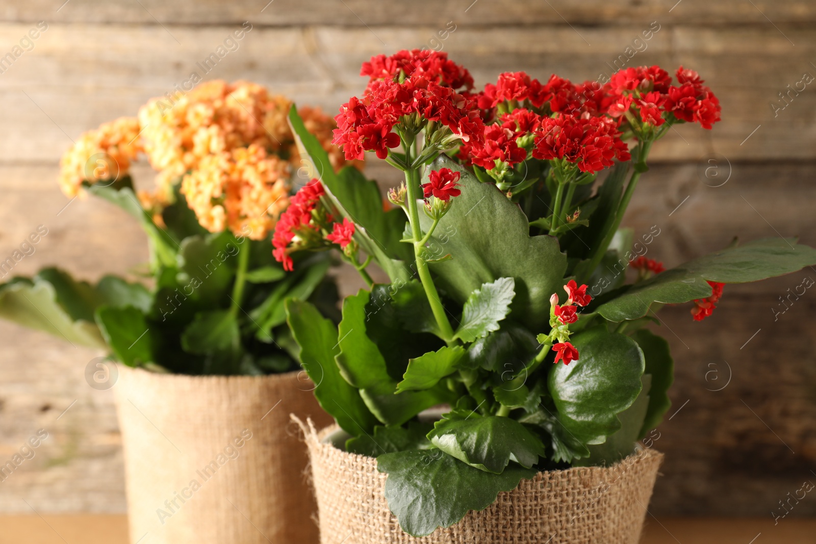 Photo of Beautiful kalanchoe flowers in pots near wooden wall, closeup