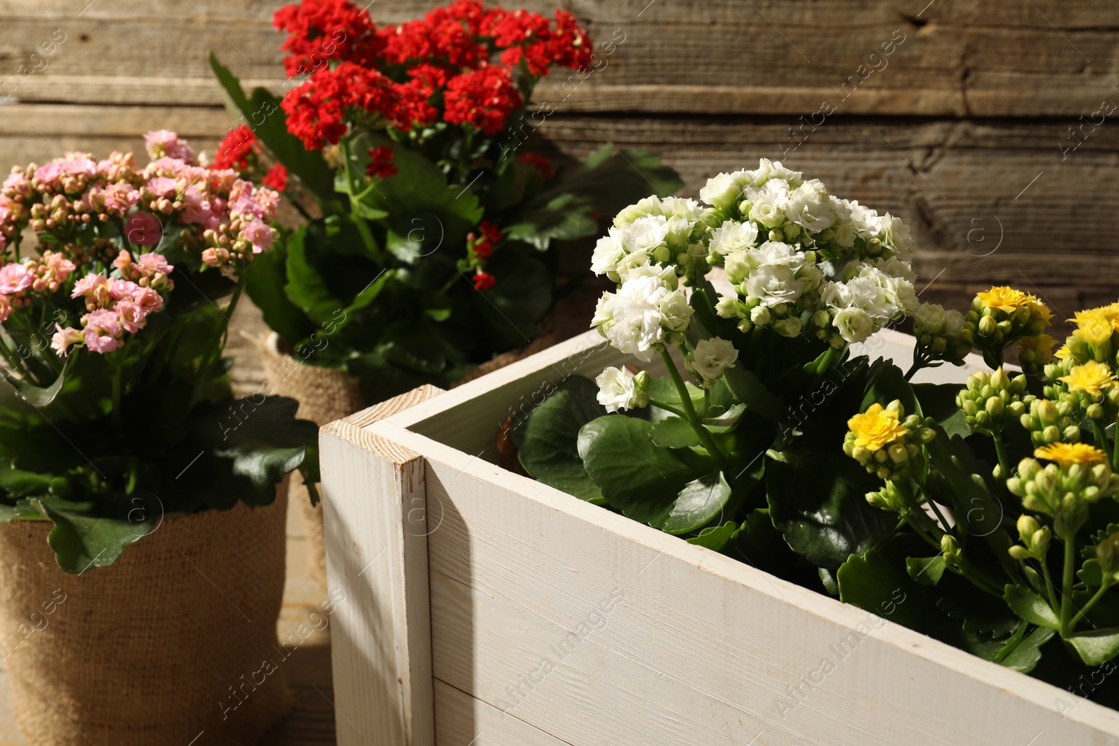 Photo of Beautiful kalanchoe flowers in pots inside crate near wooden wall, closeup