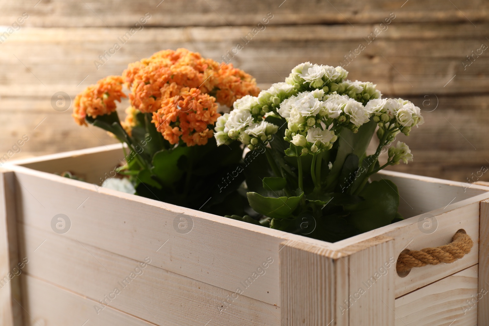 Photo of Beautiful kalanchoe flowers in pots inside crate near wooden wall, closeup