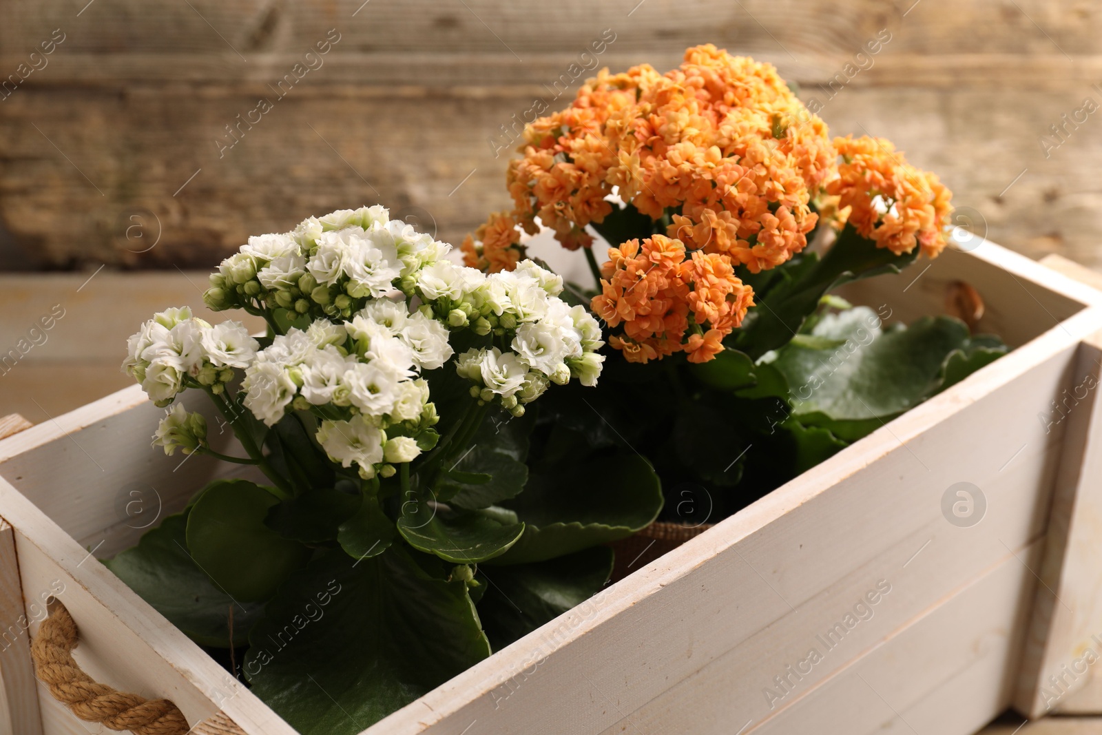 Photo of Beautiful kalanchoe flowers in pots inside crate near wooden wall, closeup