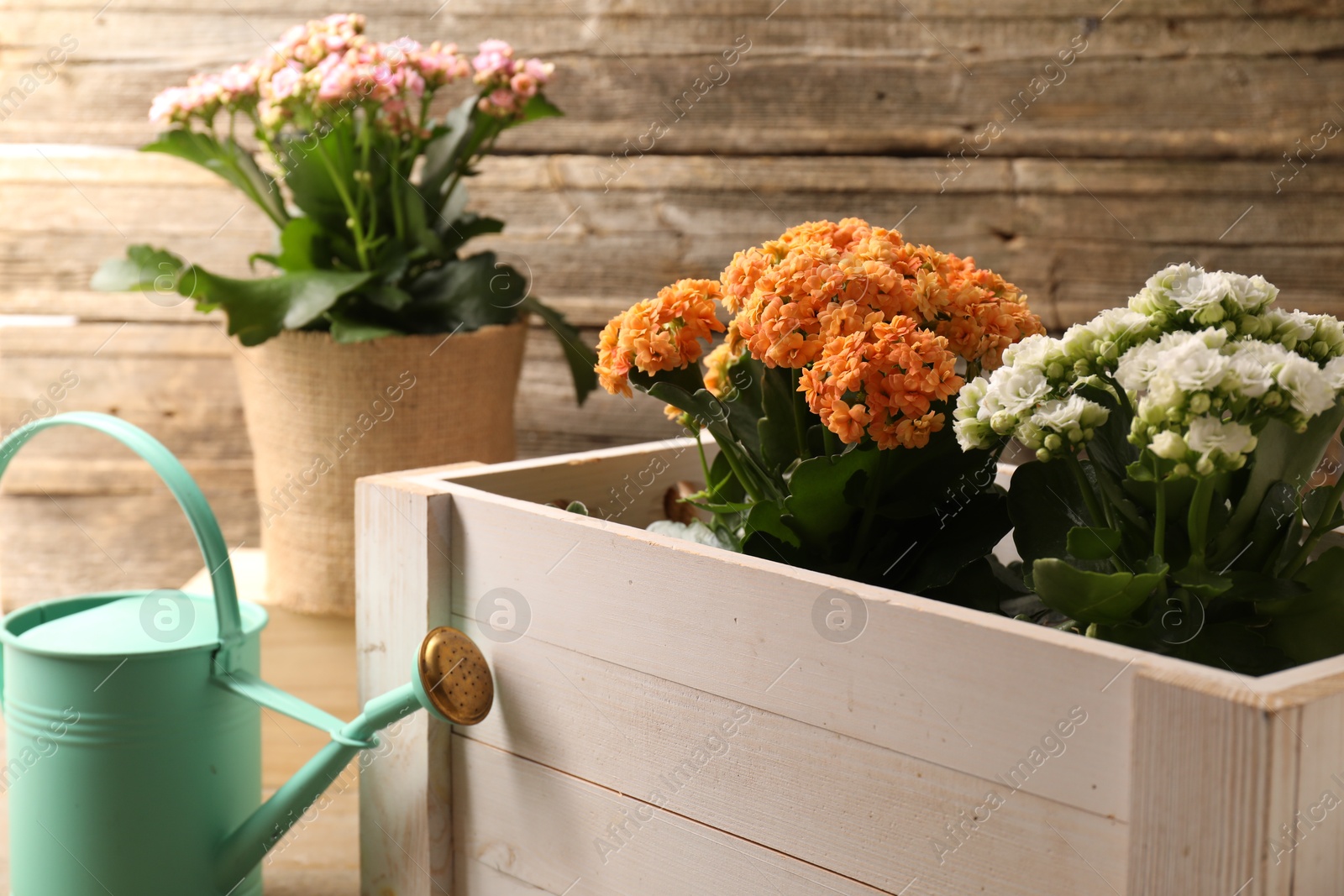 Photo of Beautiful kalanchoe flowers in pots and watering can near wooden wall, closeup