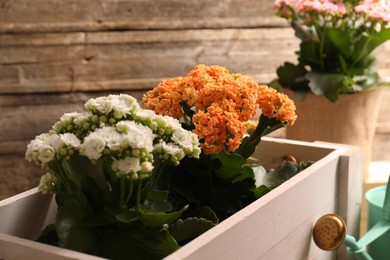 Photo of Beautiful kalanchoe flowers in pots and watering can near wooden wall, closeup