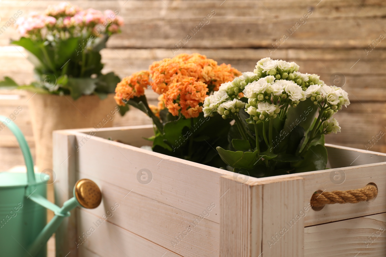 Photo of Beautiful kalanchoe flowers in pots and watering can near wooden wall, closeup