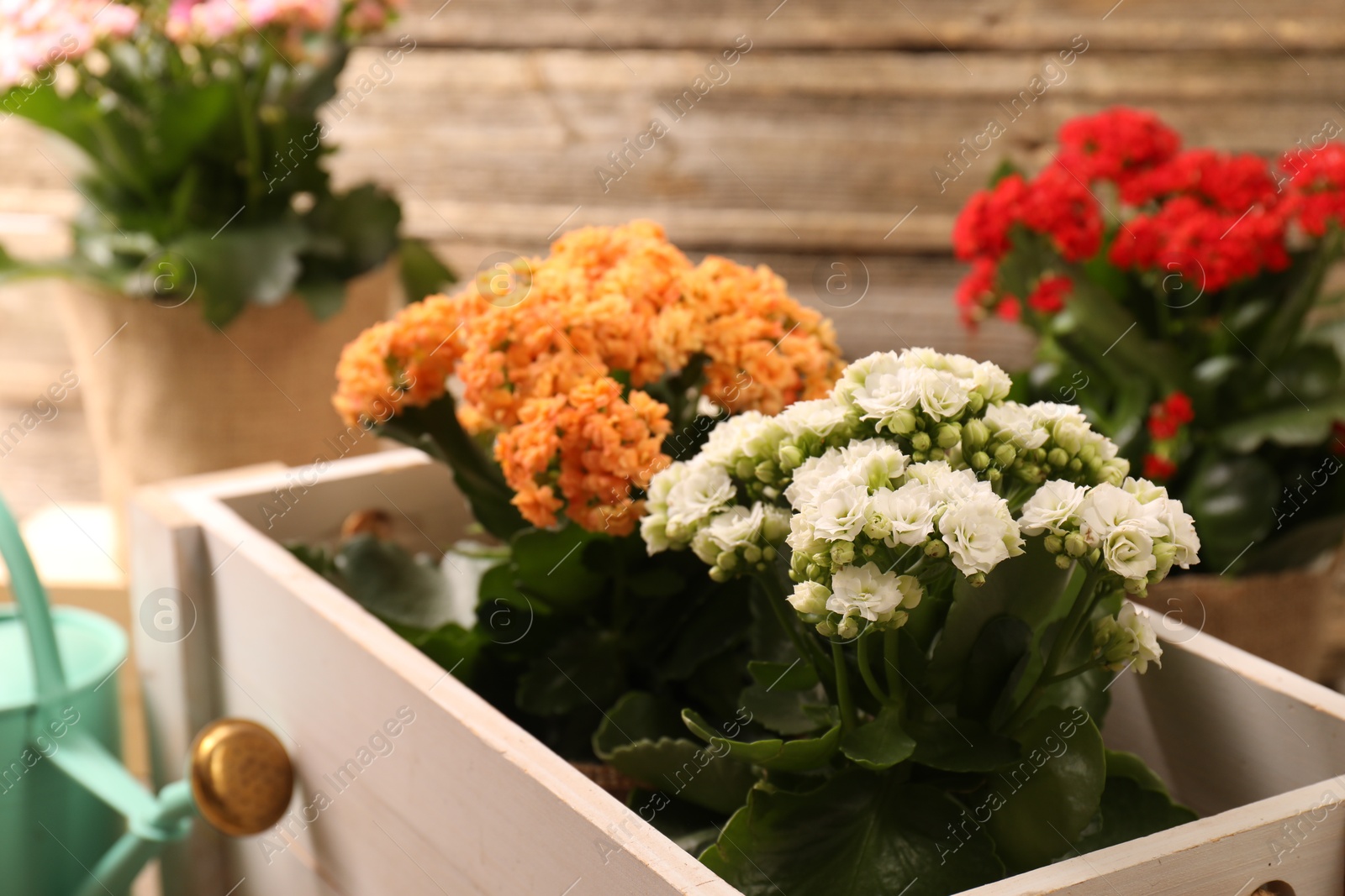 Photo of Beautiful kalanchoe flowers in pots and watering can near wooden wall, closeup