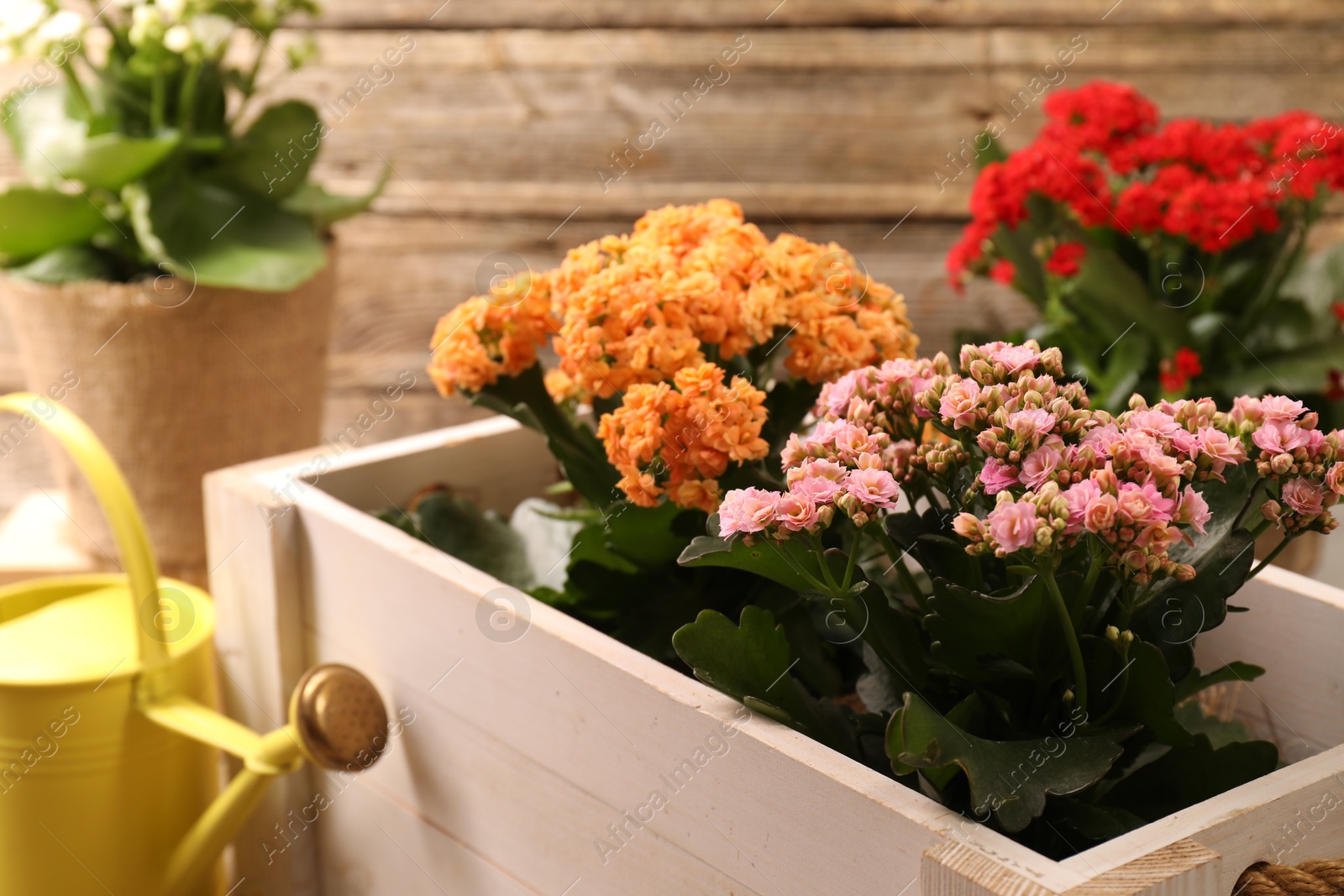 Photo of Beautiful kalanchoe flowers in pots and watering can near wooden wall, closeup