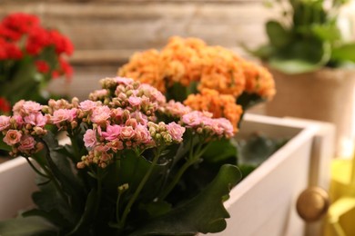 Photo of Beautiful kalanchoe flowers in pots inside crate near wooden wall, closeup