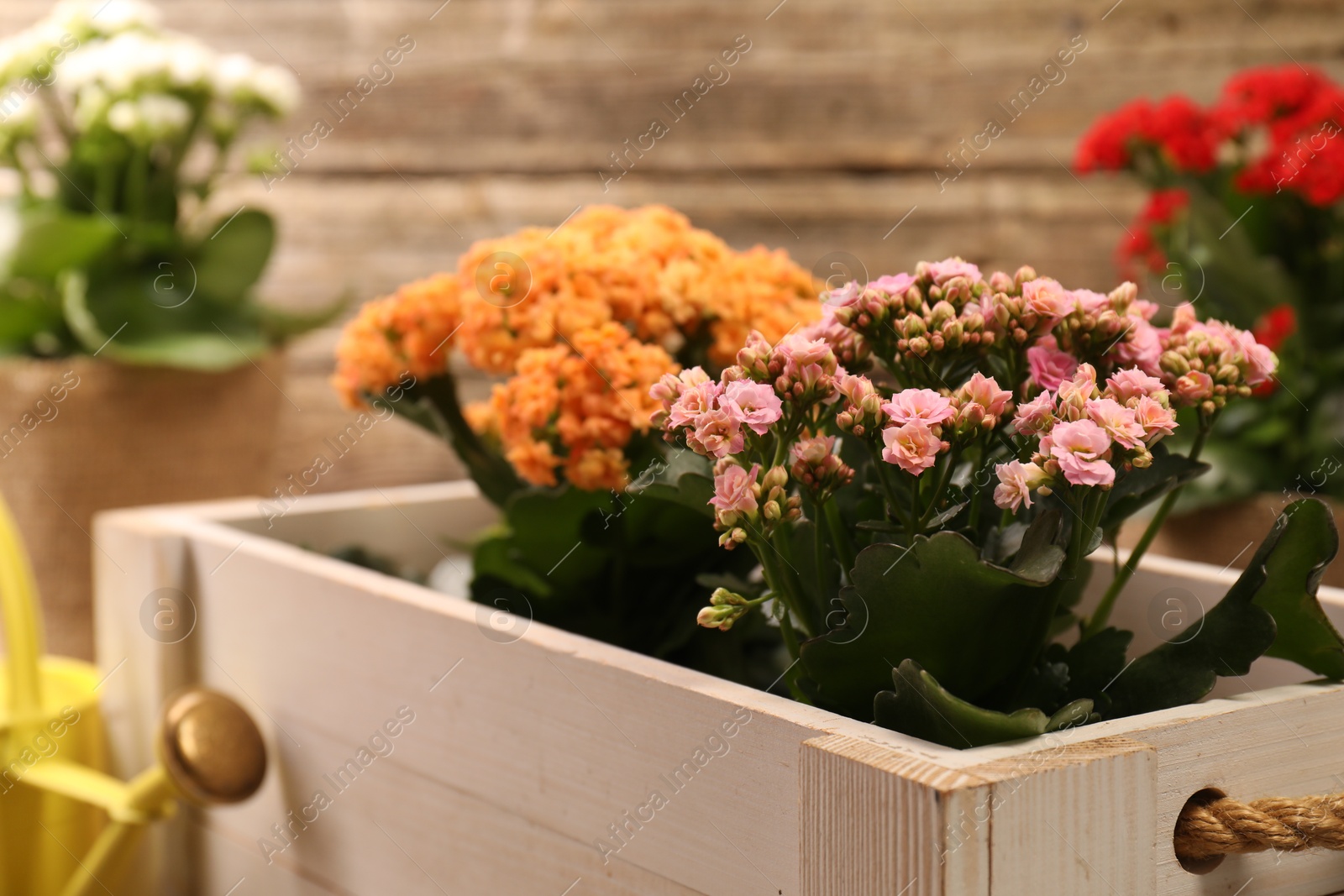 Photo of Beautiful kalanchoe flowers in pots and watering can near wooden wall, closeup