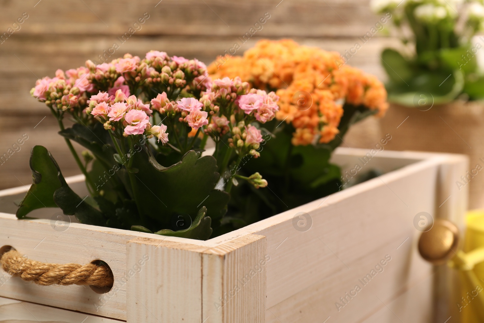 Photo of Beautiful kalanchoe flowers in pots inside crate near wooden wall, closeup