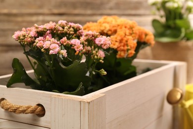 Photo of Beautiful kalanchoe flowers in pots inside crate near wooden wall, closeup