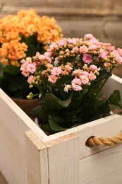 Photo of Beautiful kalanchoe flowers in pots inside crate near wooden wall, closeup