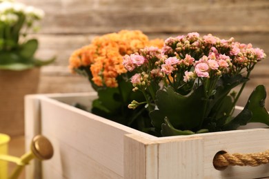 Photo of Beautiful kalanchoe flowers in pots inside crate near wooden wall, closeup