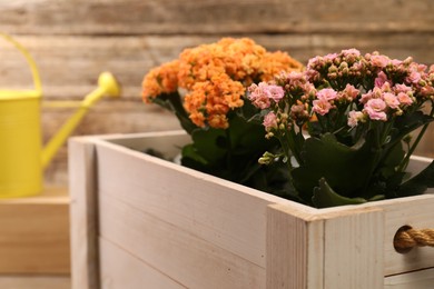 Photo of Beautiful kalanchoe flowers in pots inside crate near wooden wall, closeup