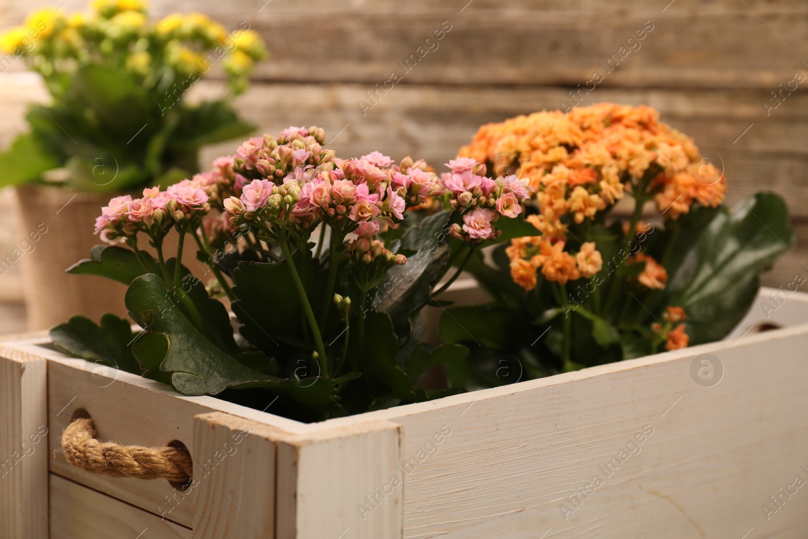 Photo of Beautiful kalanchoe flowers in pots inside crate near wooden wall, closeup