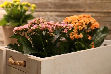 Photo of Beautiful kalanchoe flowers in pots inside crate near wooden wall, closeup