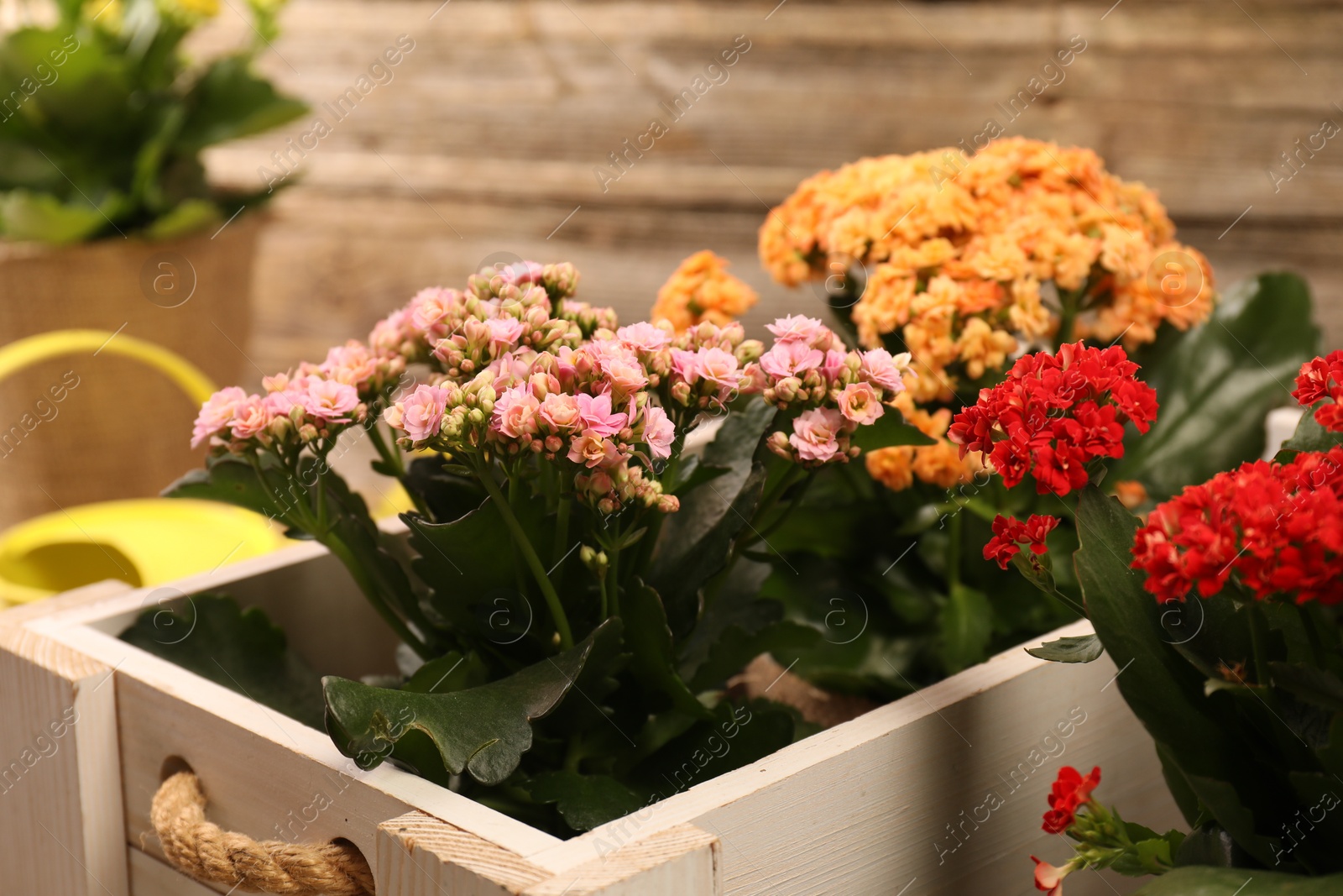 Photo of Beautiful kalanchoe flowers in pots inside crate near wooden wall, closeup