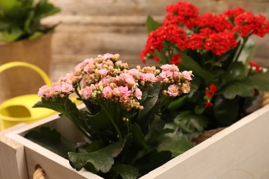 Photo of Beautiful kalanchoe flowers in pots inside crate near wooden wall, closeup