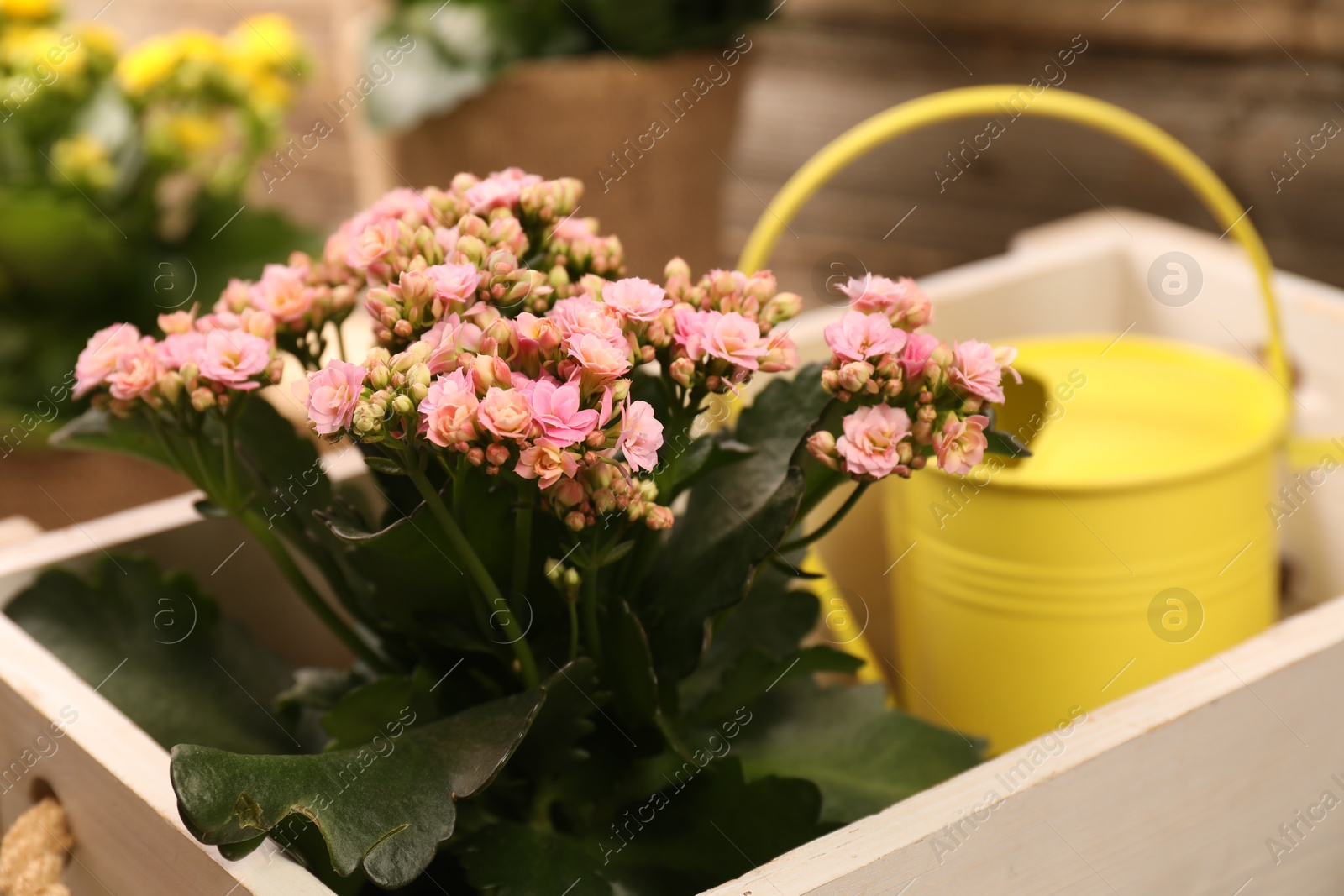 Photo of Beautiful kalanchoe flowers in pots and watering can near wooden wall, closeup