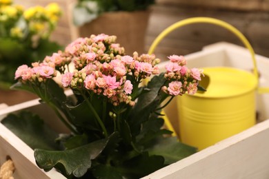 Photo of Beautiful kalanchoe flowers in pots and watering can near wooden wall, closeup