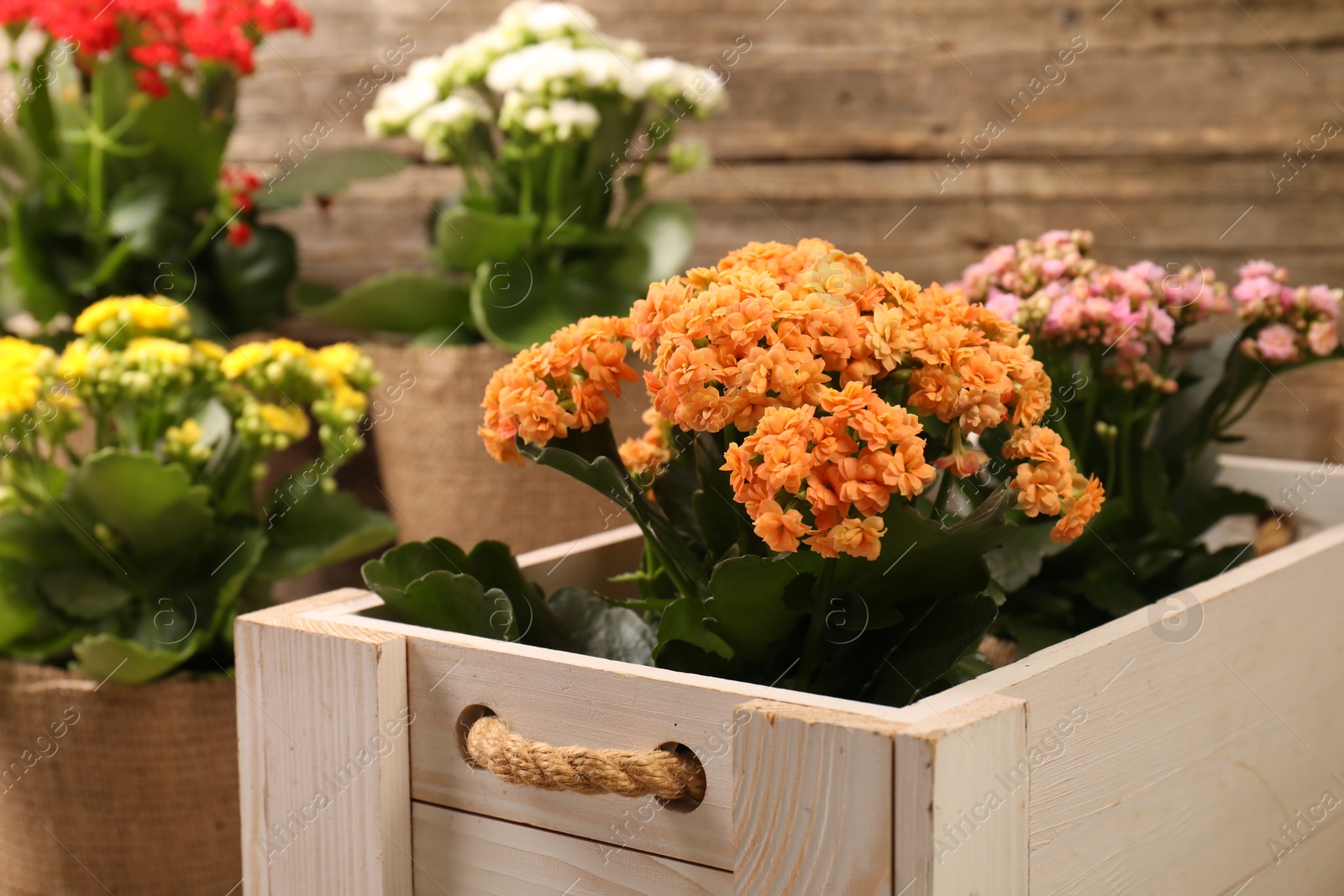 Photo of Beautiful kalanchoe flowers in pots inside crate near wooden wall, closeup