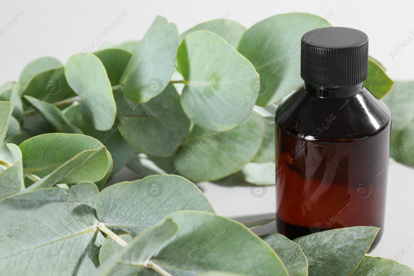 Photo of Bottle of shampoo and eucalyptus leaves on light background, closeup