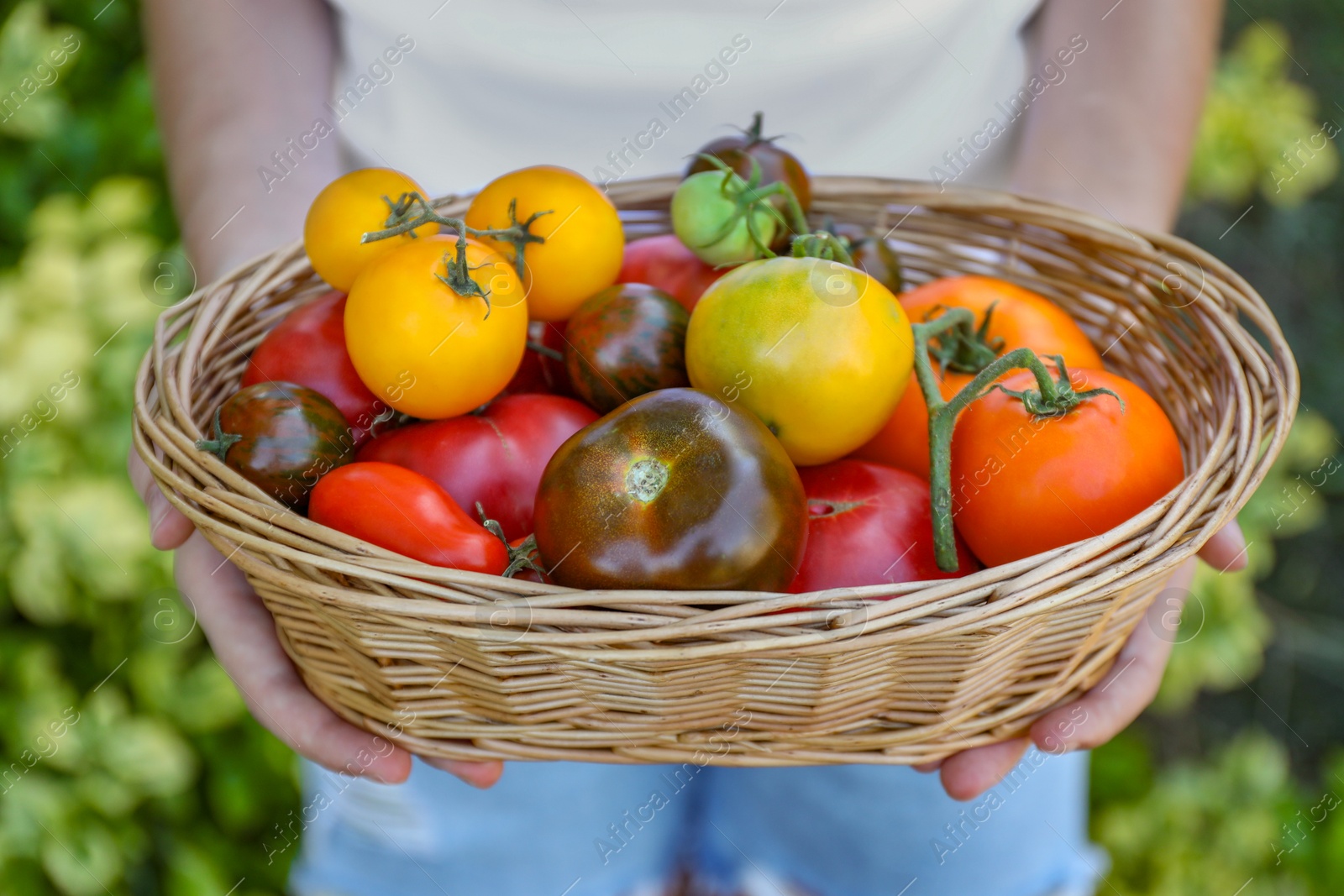 Photo of Woman holding wicker basket of different fresh tomatoes outdoors, closeup