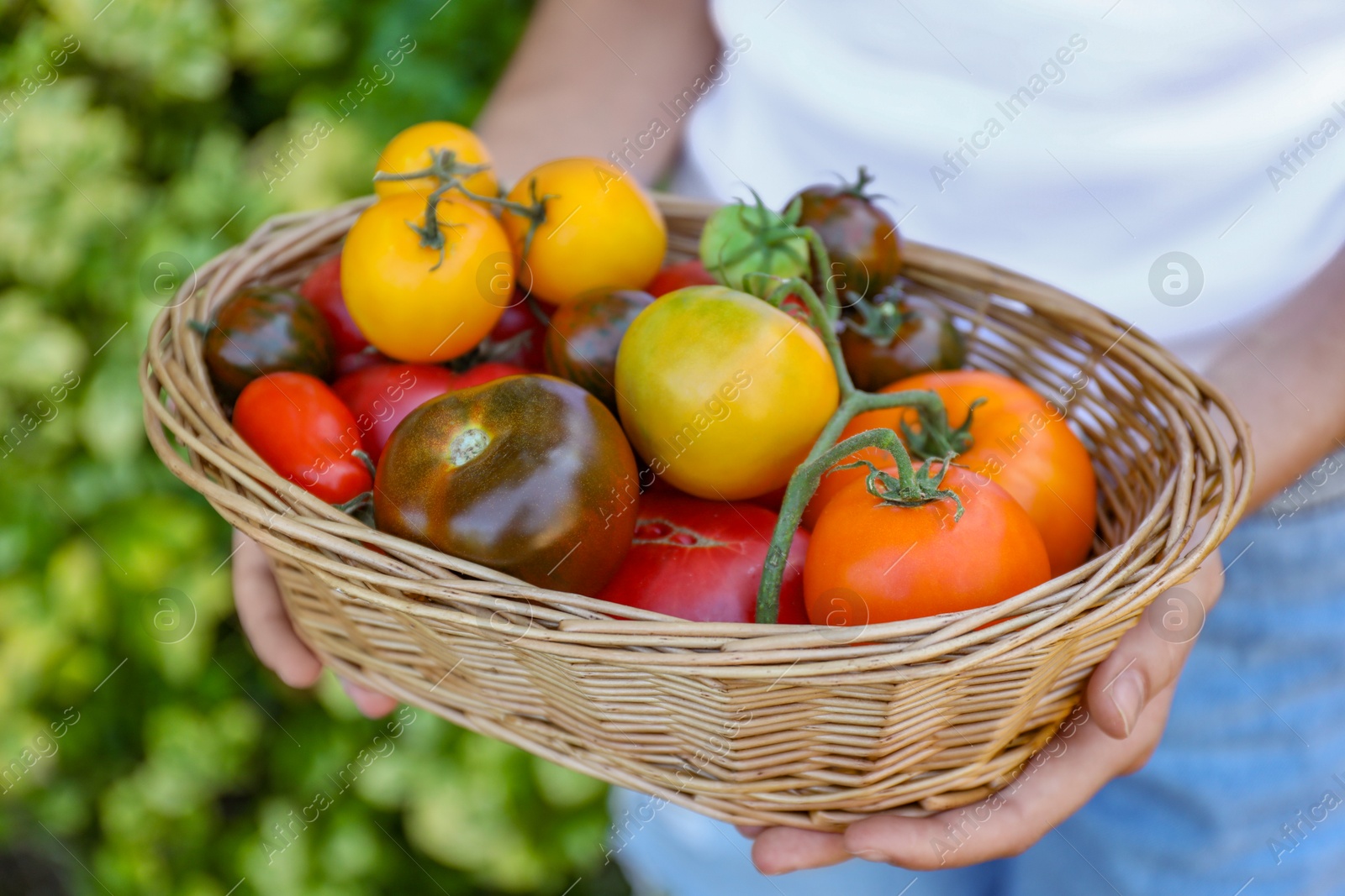 Photo of Woman holding wicker basket of different fresh tomatoes outdoors, closeup