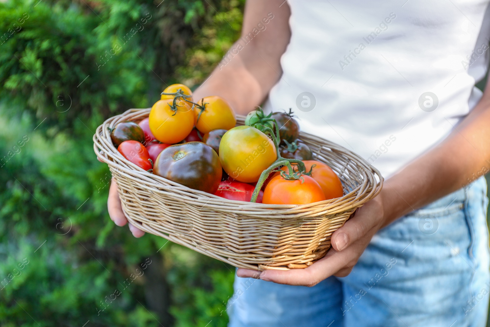 Photo of Woman holding wicker basket of different fresh tomatoes outdoors, closeup