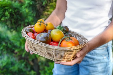 Photo of Woman holding wicker basket of different fresh tomatoes outdoors, closeup