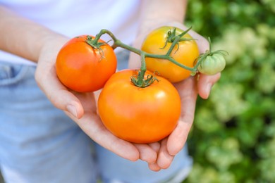 Photo of Woman holding branch of fresh tomatoes outdoors, closeup