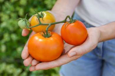 Photo of Woman holding branch of fresh tomatoes outdoors, closeup