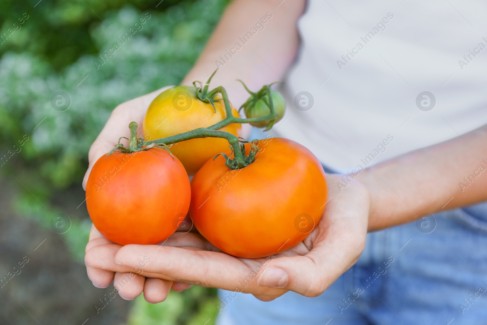 Photo of Woman holding branch of fresh tomatoes outdoors, closeup