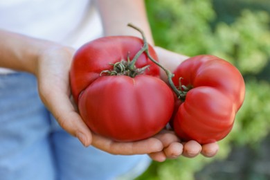 Photo of Woman holding branch of fresh ripe tomatoes outdoors, closeup