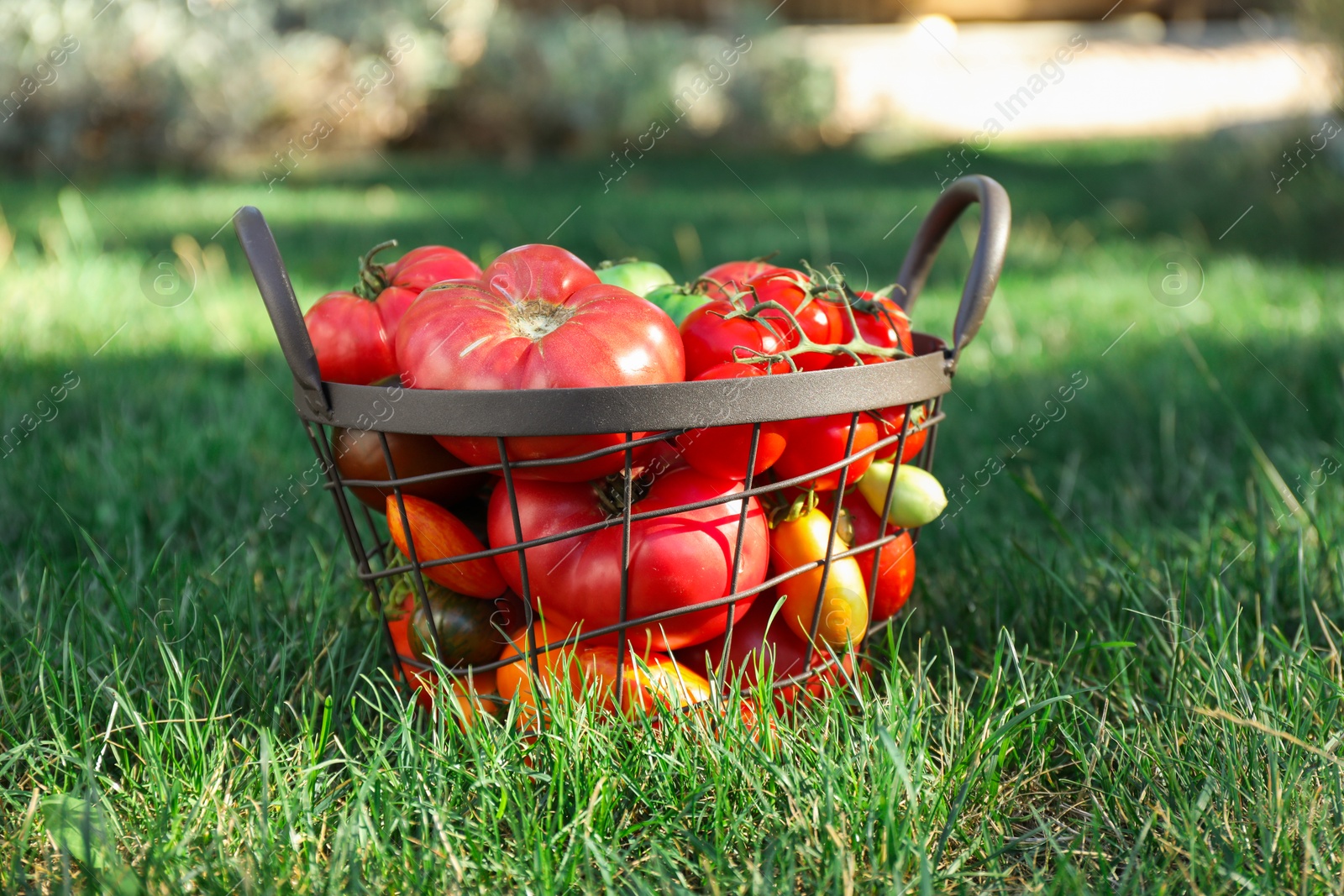 Photo of Different fresh tomatoes in metal basket on green grass outdoors