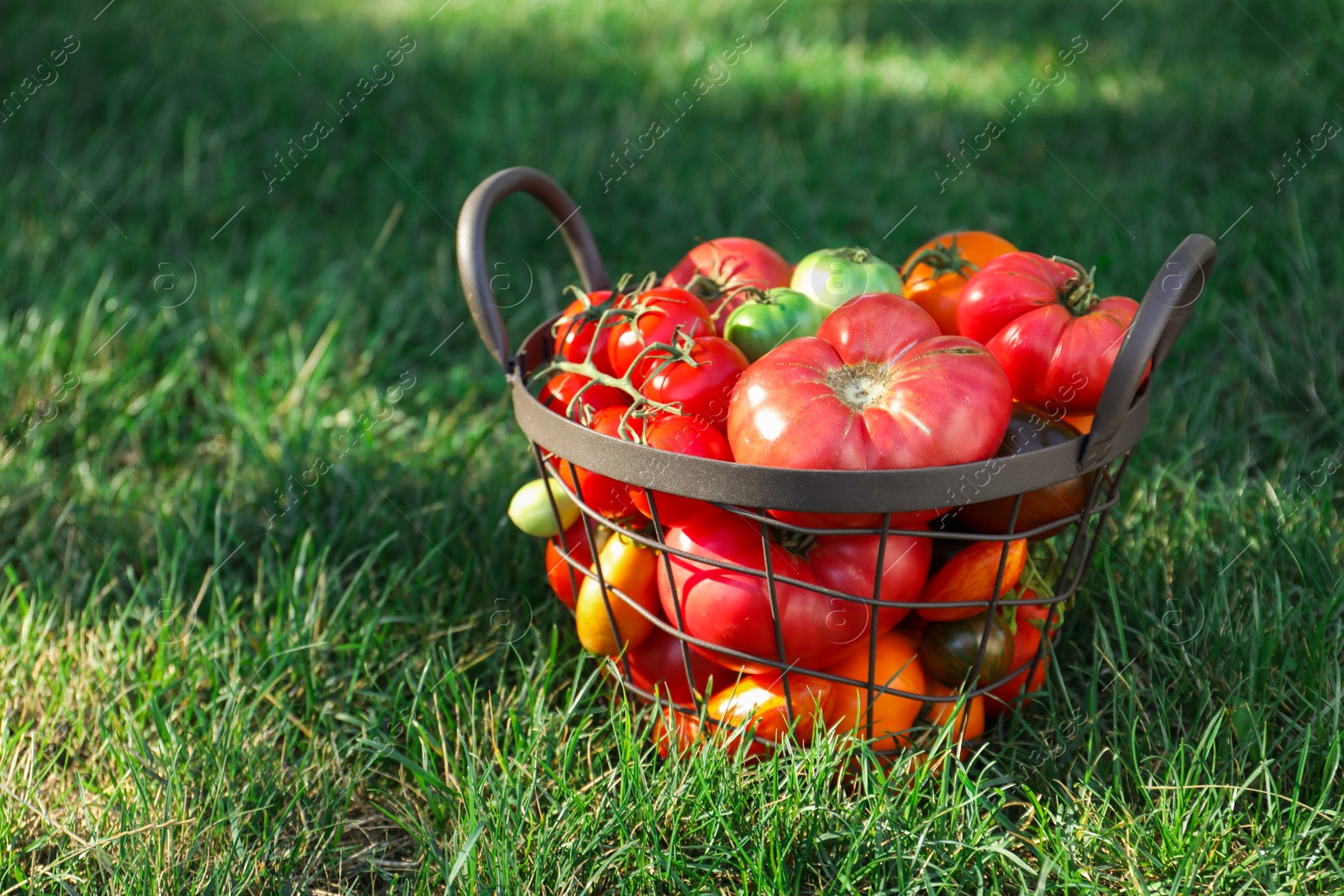 Photo of Different fresh tomatoes in metal basket on green grass outdoors