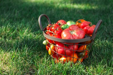 Different fresh tomatoes in metal basket on green grass outdoors