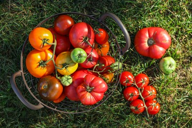 Photo of Different fresh tomatoes in metal basket on green grass outdoors, flat lay