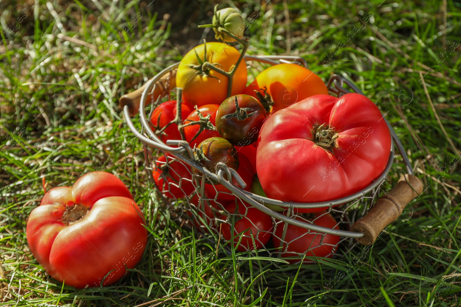 Photo of Different fresh tomatoes in metal basket on green grass outdoors